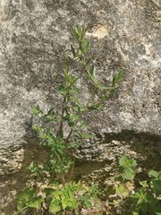 Hypericum × desetangsii