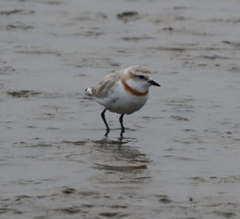 Charadrius pallidus