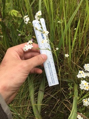 Plagiobothrys figuratus