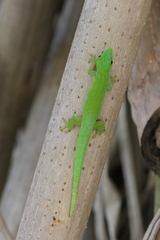 Phelsuma sundbergi