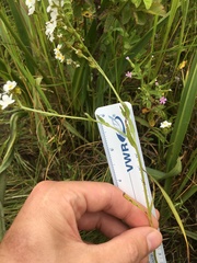 Plagiobothrys figuratus