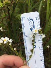 Plagiobothrys figuratus