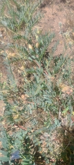 Astragalus douglasii