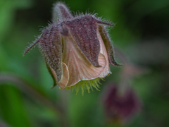 Geum rivale