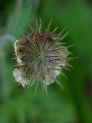 Geum rivale