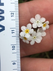 Plagiobothrys figuratus