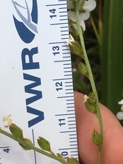 Plagiobothrys figuratus