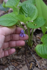 Viola mirabilis
