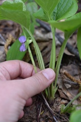 Viola mirabilis
