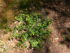 Potentilla erecta