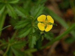 Potentilla erecta