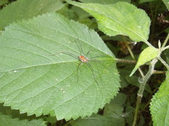 Leiobunum ventricosum