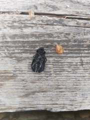 Dendroctonus rufipennis