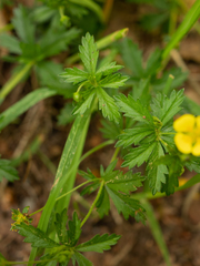 Potentilla erecta