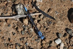 Argia agrioides