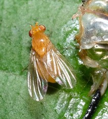 Neogriphoneura