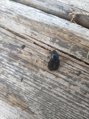 Dendroctonus rufipennis