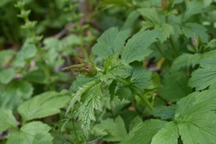Geum urbanum