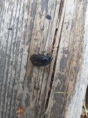 Dendroctonus rufipennis