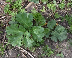 Heracleum sosnowskyi