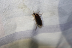 Ischnoptera bilunata