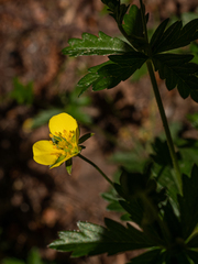 Potentilla erecta