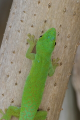 Phelsuma sundbergi