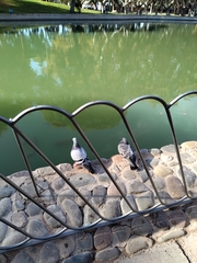 Columba livia domestica