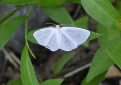 Lomographa vestaliata