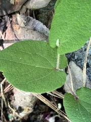 Aristolochia reticulata