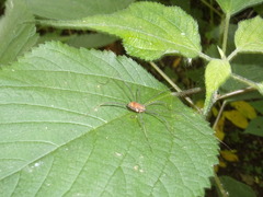 Leiobunum ventricosum