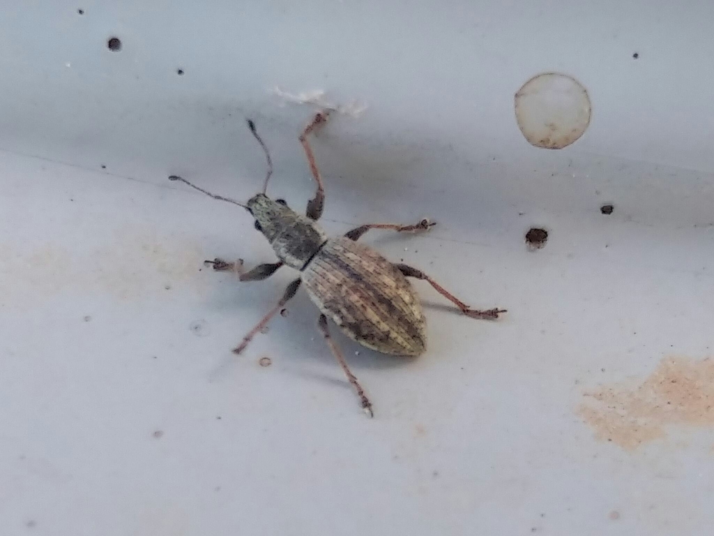 Polydrosodes