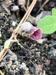 Aristolochia reticulata