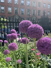 Allium