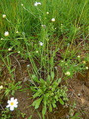 Arnoseris minima