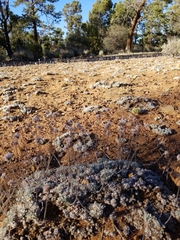 Eriogonum kennedyi austromontanum