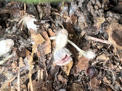 Aristolochia reticulata