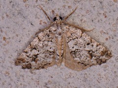 Macaria graphidaria