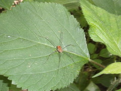 Leiobunum ventricosum