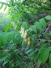 Lathyrus laevigatus