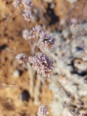Eriogonum kennedyi austromontanum