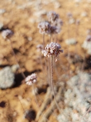 Eriogonum kennedyi austromontanum