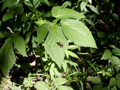 Laphria sericea