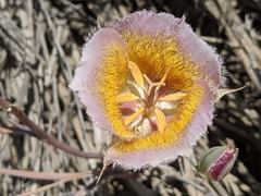 Calochortus plummerae