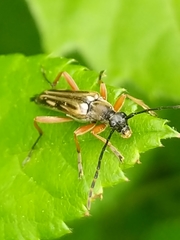 Analeptura