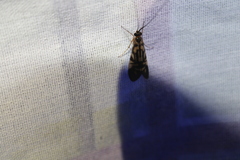 Macrostemum carolina