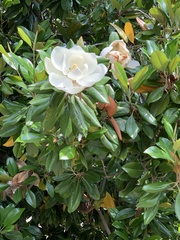 Magnolia grandiflora