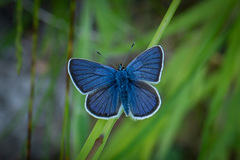 Cyaniris semiargus