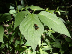 Laphria sericea