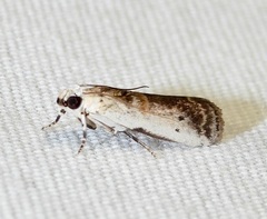 Acrobasis palliolella